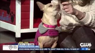 Ella is available for adoption from The Rescued Dog
