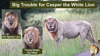 BIG TROUBLE for Casper The White Lion and Brothers: Two Intruding Lions In Their Territory