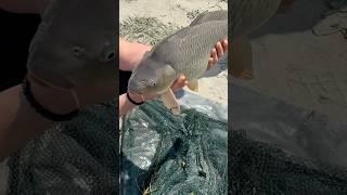 Carp Fishing - Catch and Release!
