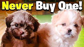 NEVER Buy A Maltese Puppy!