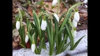 Подих весни / Дыхание весны / Spring breath