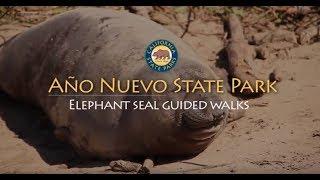 Año Nuevo State Park - Elephant Seal Guided Walks