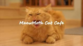 Maewmoth Cate Cafe - Chiangmai