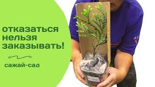 Вот такие саженцы продают на Wildberries...