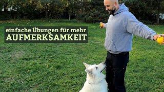 Einfache Übungen für mehr Aufmerksamkeit im Hundetraining