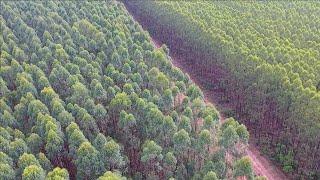 Cidades florestais: confira onde estão as maiores áreas de árvores plantadas. Floresta S.A. - EP.12