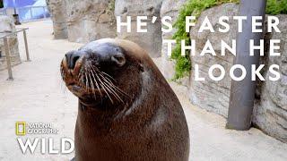 A Sea Lion Goes For a Walk | Secrets of the Zoo: Down Under