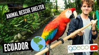 GoEco VOLUNTEER Trip Vlog - RESCUING Ecuador's wildlife in the Amazon rainforest