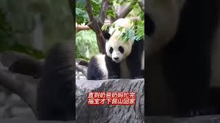 3位奶爸奶妈近身福宝温馨画面太让人感动啦福宝真的长大了大熊猫福宝福宝万物皆有灵小芙拍熊猫福宝向前冲