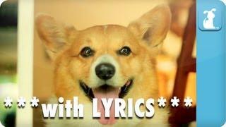 Carly Rae Jepsen - Call Me Maybe - Corgi Rae - Pet Parody **with Lyrics**