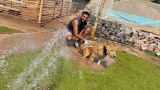 Lion Ko Aj Bath Kraya Bht Mza Agea