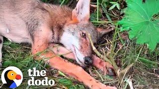 Injured Coyote Rescued from the Side of the Road | The Dodo