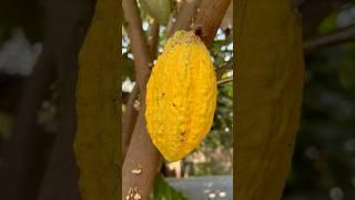 Another cocoa fruit  #fruit #harvest #mygarden #gardening #shorts #ytshorts #beautifulnature 
