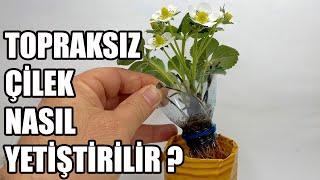 (Topraksız Tarım çilek) Evde Toprak Kullanmadan Çilek Nasıl Yetiştirilir  ?