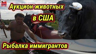 Аукцион животных в США. Продажа с молотка !