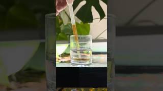 No Filter No Water Change Natural Dirted Tank Feeding Frenzy #aquarium #aquascape #planetaquarium
