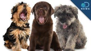 Why Do Puppies Yawn?