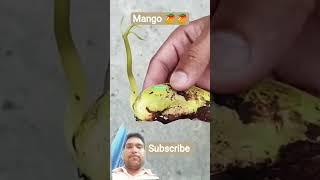 #mango #farming #fruit #facts #myfirstvilog #mychannelvilog #mangofruit #tropicalfruit