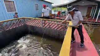 CHARLLES AND TIRINGA FISHING PIRARUCU IN MANAUS AMAZONAS | WILD COMEDY