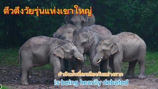 Ep 484 คู่แฝดตัวตึง ปรึกษาอะไรกัน..? #ช้าง#เขาใหญ่ #wildlife #ช้างป่า #nature #news #ท่องเที่ยว #new