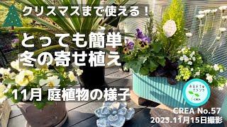 【冬の寄せ植え】簡単寄せ植えでクリスマスジュズサンゴの紅葉秋に楽しむペチュニア11月の庭植物 NO.57／2023.11月15日撮影