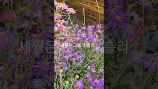 [임영웅/어느 60대 노부부 이야기]세월은 그렇게 흘러 여기까지 왔는데, 인생은 그렇게 흘러 황혼에 기우는데~~