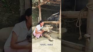 1我是专一的牛牛 #田园生活 #animals #funny#记录我的农村生活 #搞笑 #配音