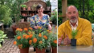 Cottage Farms 3-Piece Monarch Butterfly Weed Live Plants on QVC