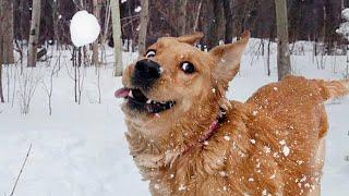 Dogs Reacting to First Snow   Funniest Dog Reaction