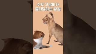 Why does this cat keep getting hit?