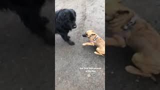 Baby Belgian Malinois Scared of Newfoundland’s BORK! #shorts