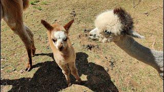 Alpacas of Oregon is a family owned farm, Sherwood, Oregon, USA