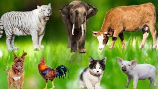 Adorable Moments of Animals : Sheep, Rabbit, Cow, Dog, Chicken, Cat, Elephant, Horse - Animal Sounds