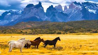 Beautiful Relaxing Music, Peaceful Soothing Instrumental Music, "Horses of the Mt Realms" Tim Janis