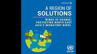 Wings of change: Protecting North East Asia’s migratory birds