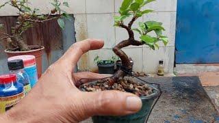 CÂY SI LỀ ĐƯỜNG NAY LÊN CHẬU NHỎ CHƠI TẾT/BONSAI BỎ TÚI.