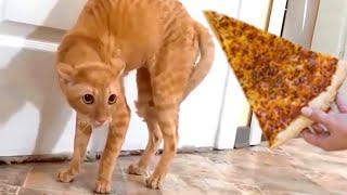 FUNNIEST  CATS &  DOGS - NO JOKE WHEN IT COMES TO FOOD!