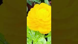 Beautiful yellow flowers  #gardeningpointds #flowers #shorts #viral #gpds #yellow