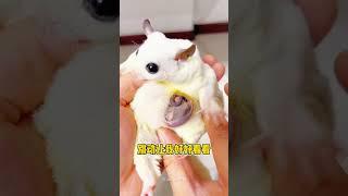 Baby Sugar Glider In Mother's Pouch ️️ #shorts #sugarglidercare