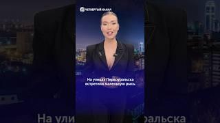 Потоп в Екатеринбурге и опасные гости из леса #екатеринбург