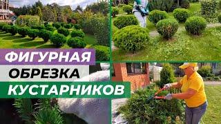 Фигурная стрижка кустарников и хвойных  осенью. Инструмент для стрижки. Часть 1.