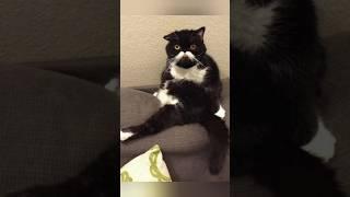 Funny animals 2023 - Funniest Cats and Dogs Video345 #shorts