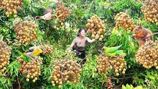 Harvesting American Longan fruits goes to market sell | Best Tips Gardening, growing vegetables