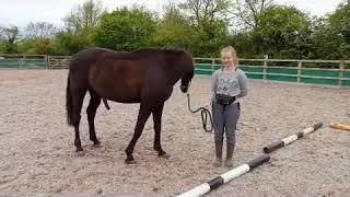 In hand polework. Complement to equine massage.