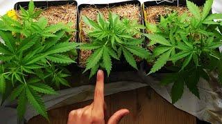 Cannabis Autoflowers auf dem Balkon und der Fensterbank | Woche 5