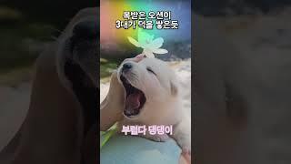 댕댕이 따스한 계곡에서 놀다 #댕댕이 #양양여행 #여행 #계곡여행
