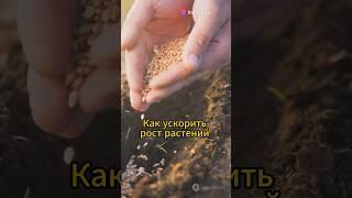 Как ускорить рост растений #сад #садовод #огород #натуральное #овощи #садоводство #урожай #дача