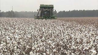 Cotton and Dairy Producers Could Benefit From New Budget Package