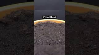 Chia Plant Growth Time Lapse From Seed to Flourishing Greens  #viral #shortfeed #ytshorts