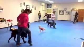 Intro to Canine Musical Freestyle | Jenn Michaelis | Doggie Academy